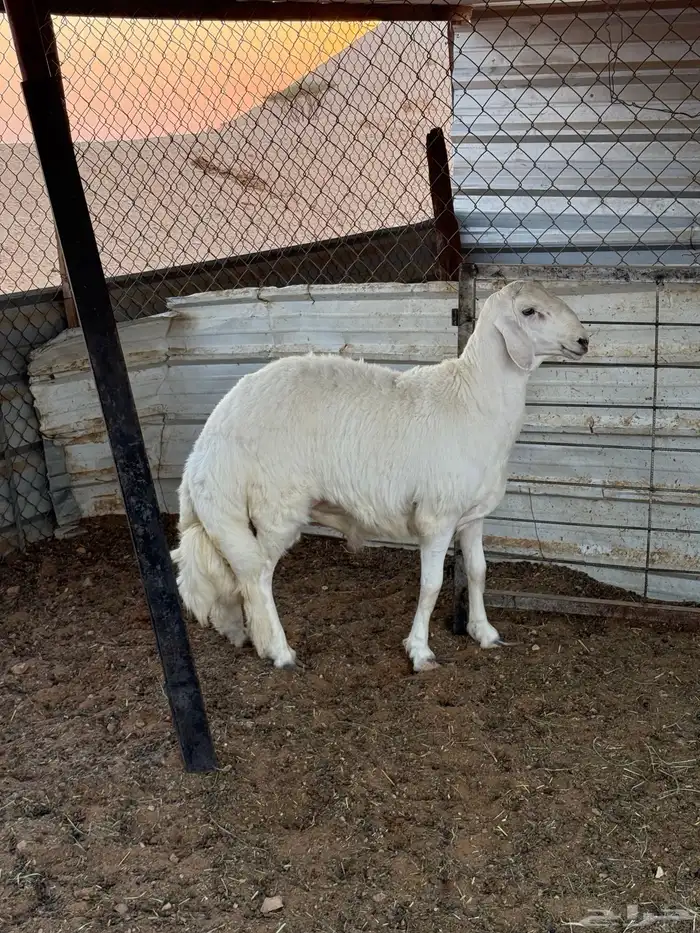 خروف حري مغلق 2