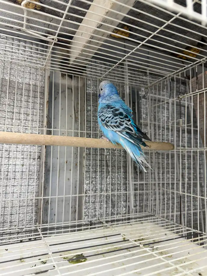 جوزين بادجي 1