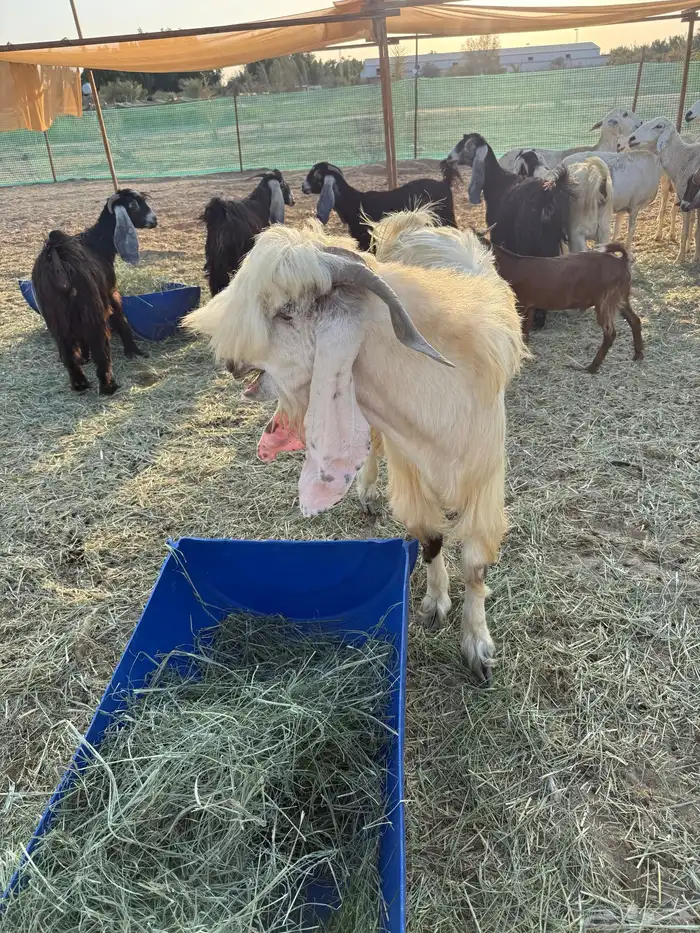 فحل ثني عارضي 4