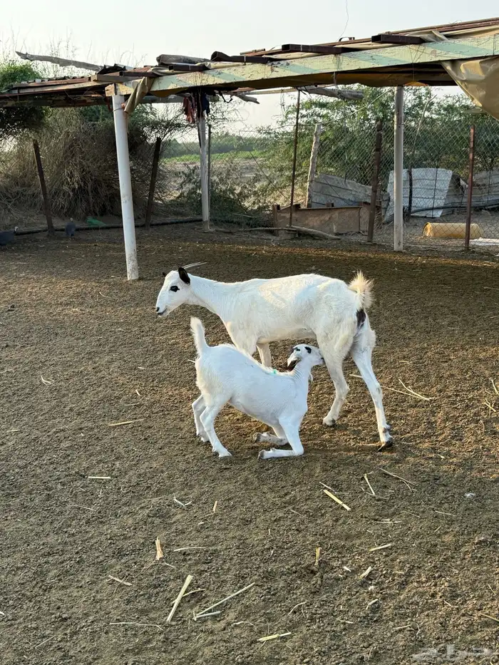 عنز بيشية فاخره 2