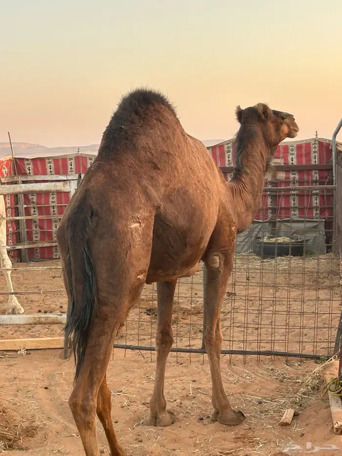 ساحليه حمراء دم للبيع 2