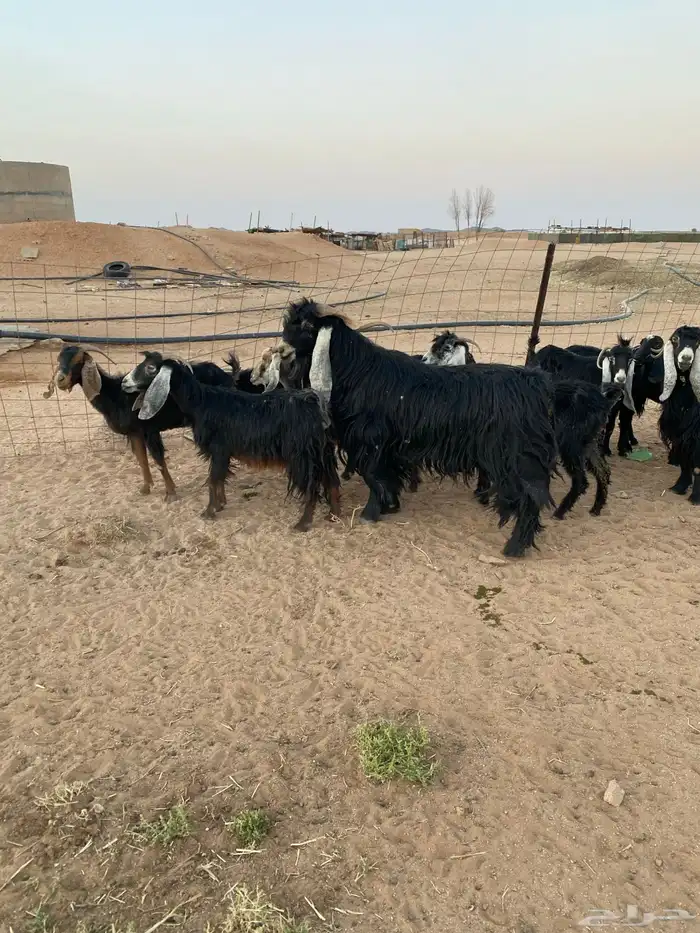 معزا للبيع 3