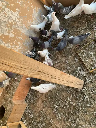 طيور للبيع index