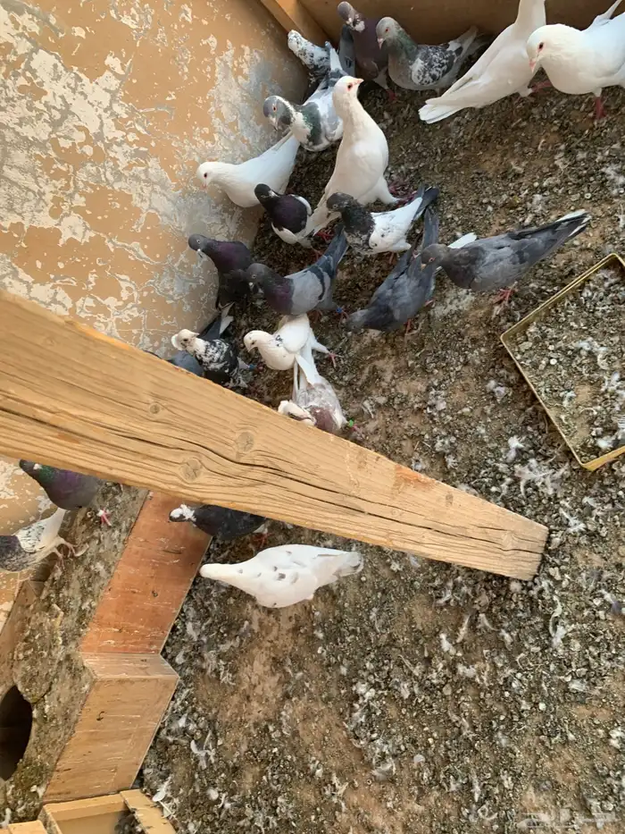 طيور للبيع 2