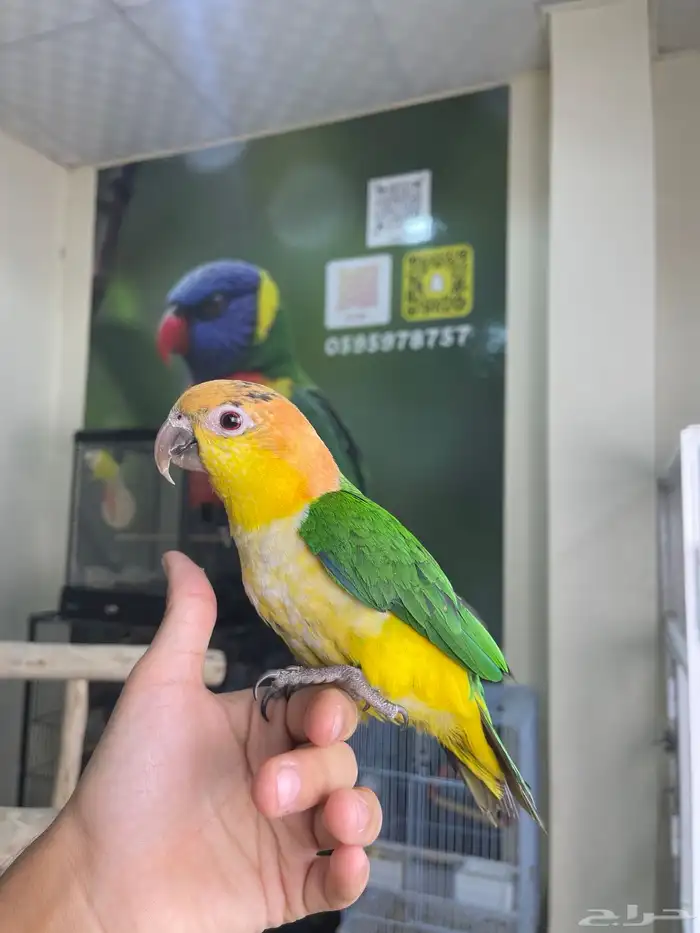 كايك وايت بلي اليف تم البيع 4