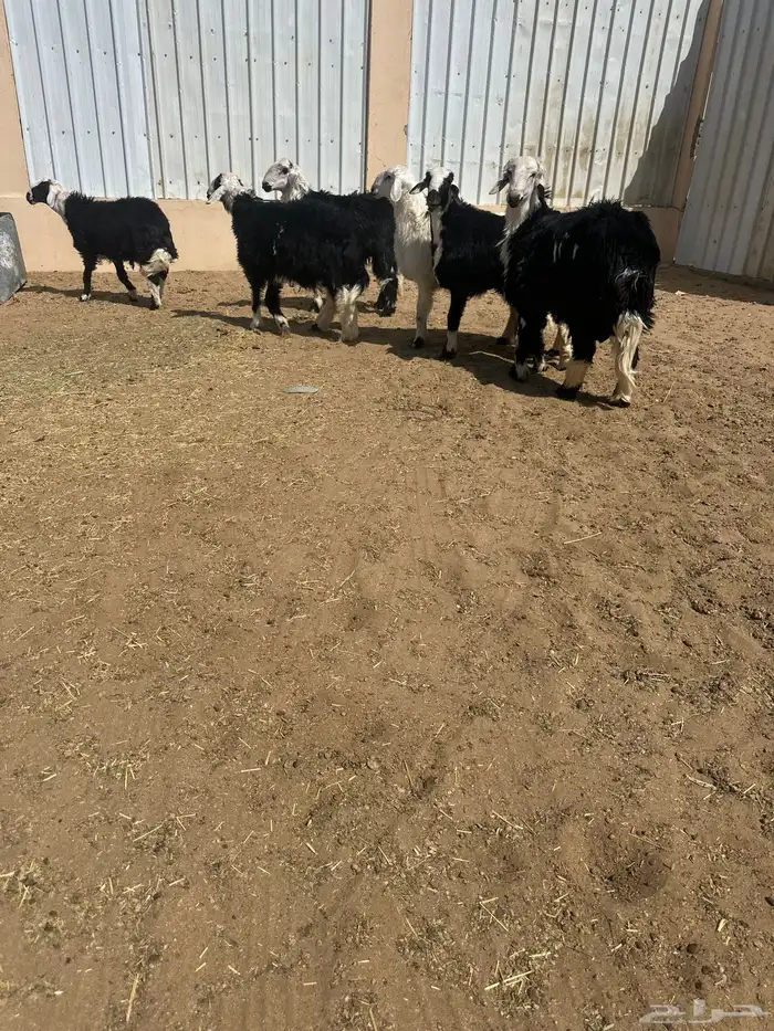 6خرفان نجد جبره ومقفله شحم 0