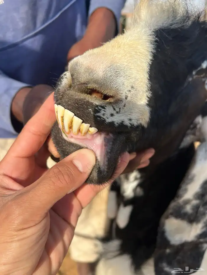 عنز حليب طيبه معها تيوس دواغير 5