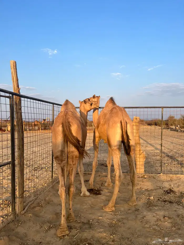 نياق مبيوعه عيالها 15