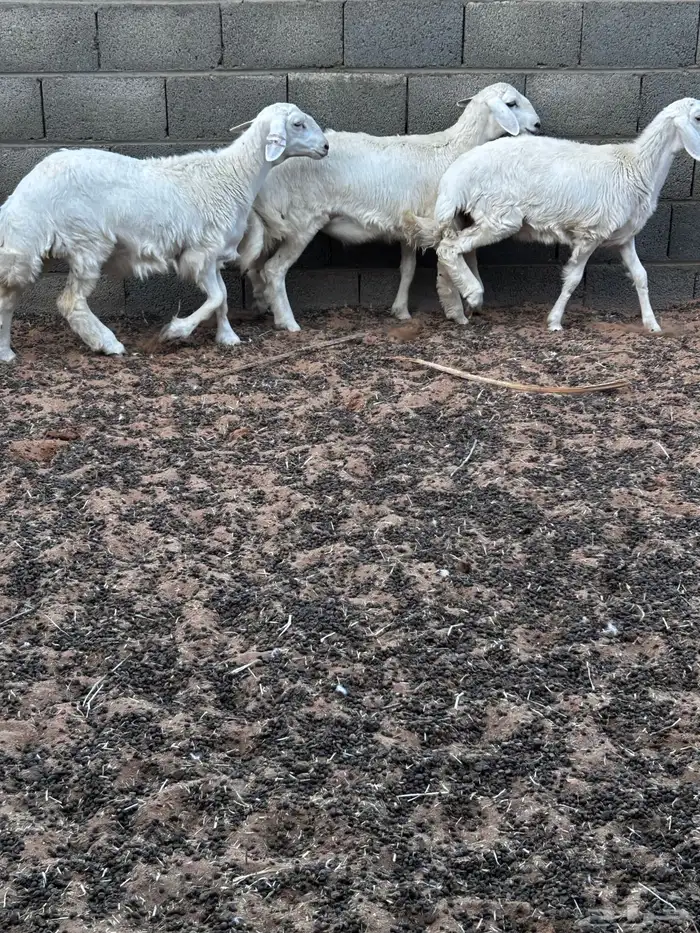 رخال حريات العدد 3 العمر 6 شهور 1