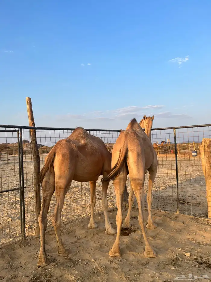 نياق مبيوعه عيالها 11