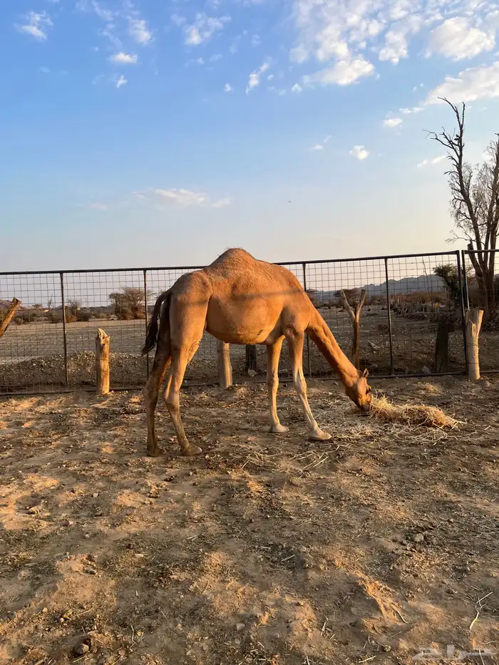 نياق مبيوعه عيالها 4