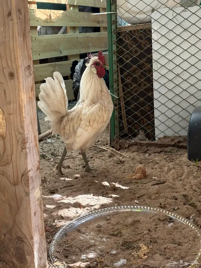 دجاج حباحب 4