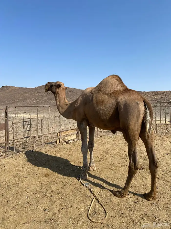 للبيع جمل احمر ادهم 0