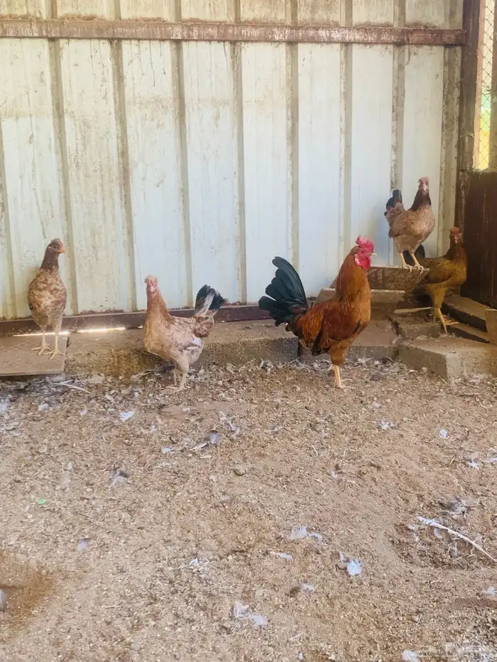 ديك واربع دجاج افرق مقبع 8