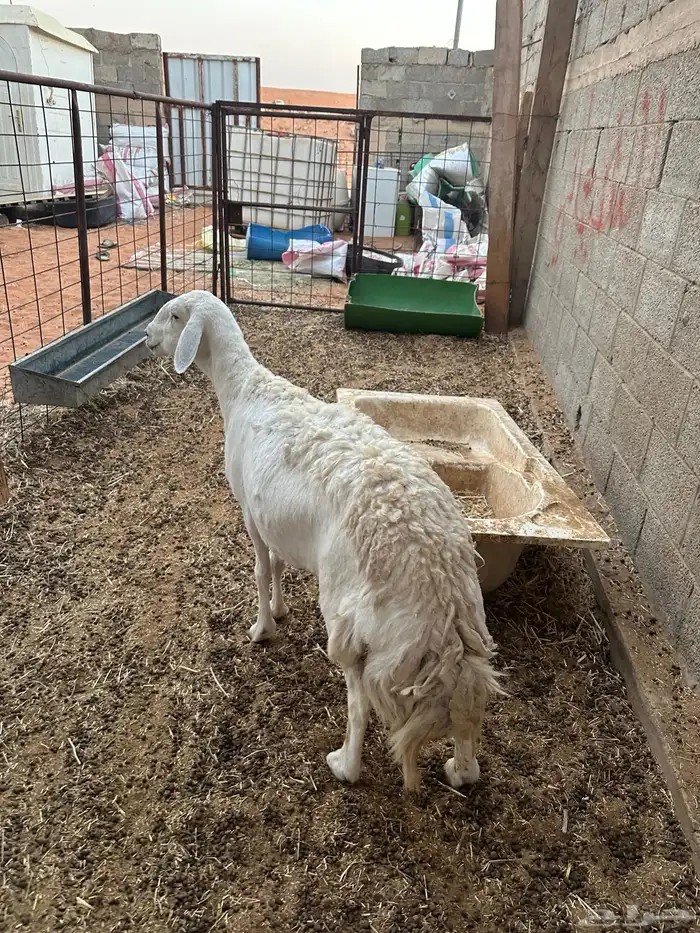 شاه حريه حايل فل شحم 2