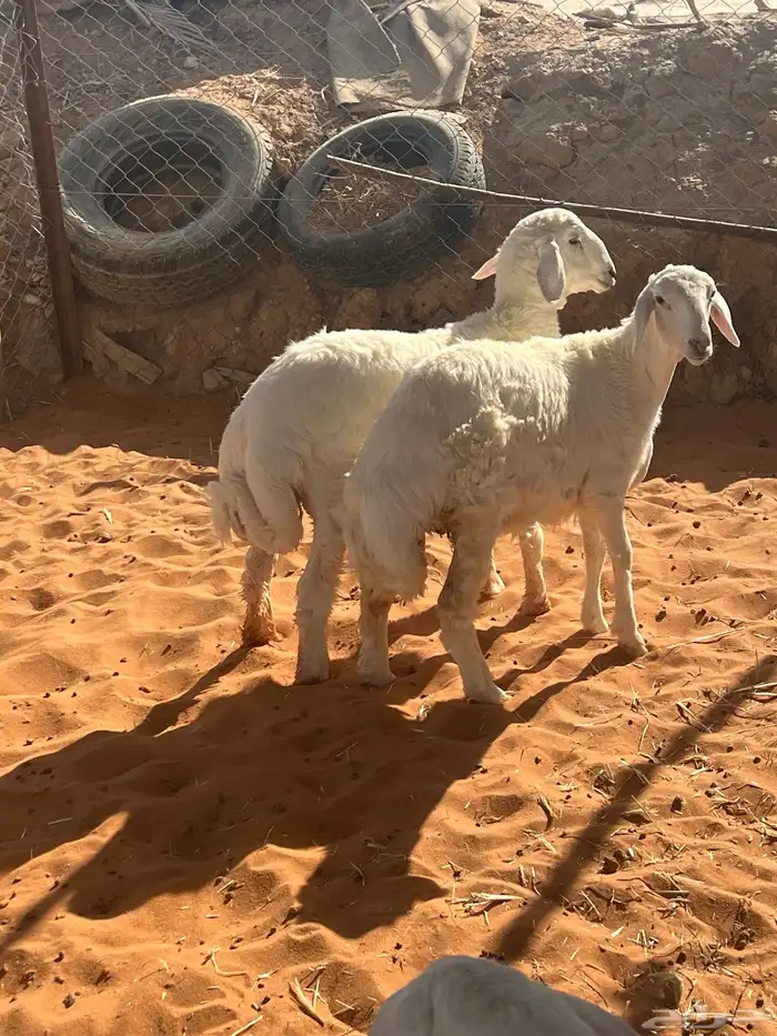 هرافى طلي ورخل 0