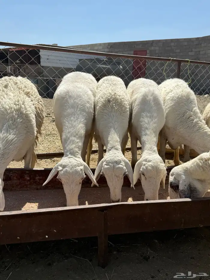 ضان حرش دفع 7