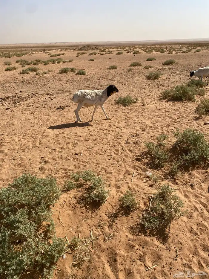 برابر مرابي 2