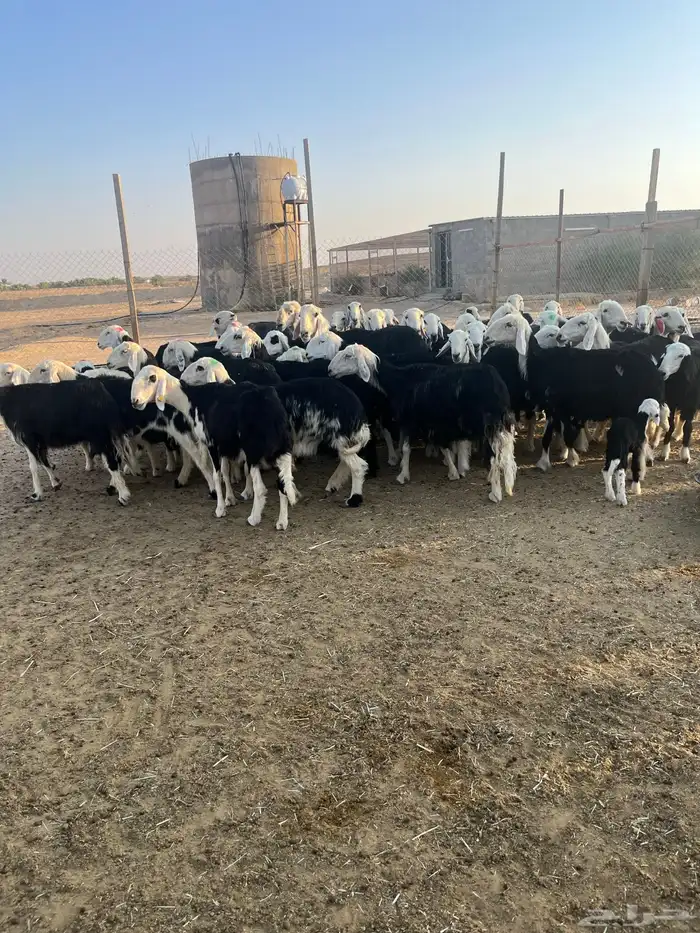 مراح نجد بفحولها 5