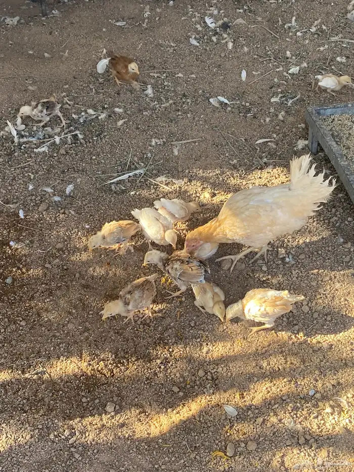 دجاجه معها 15 فرخ 0