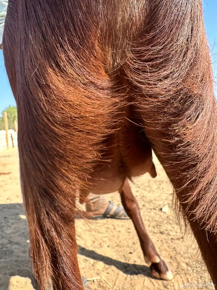 جذعة مقنوي طيبه معزا الخرج 6