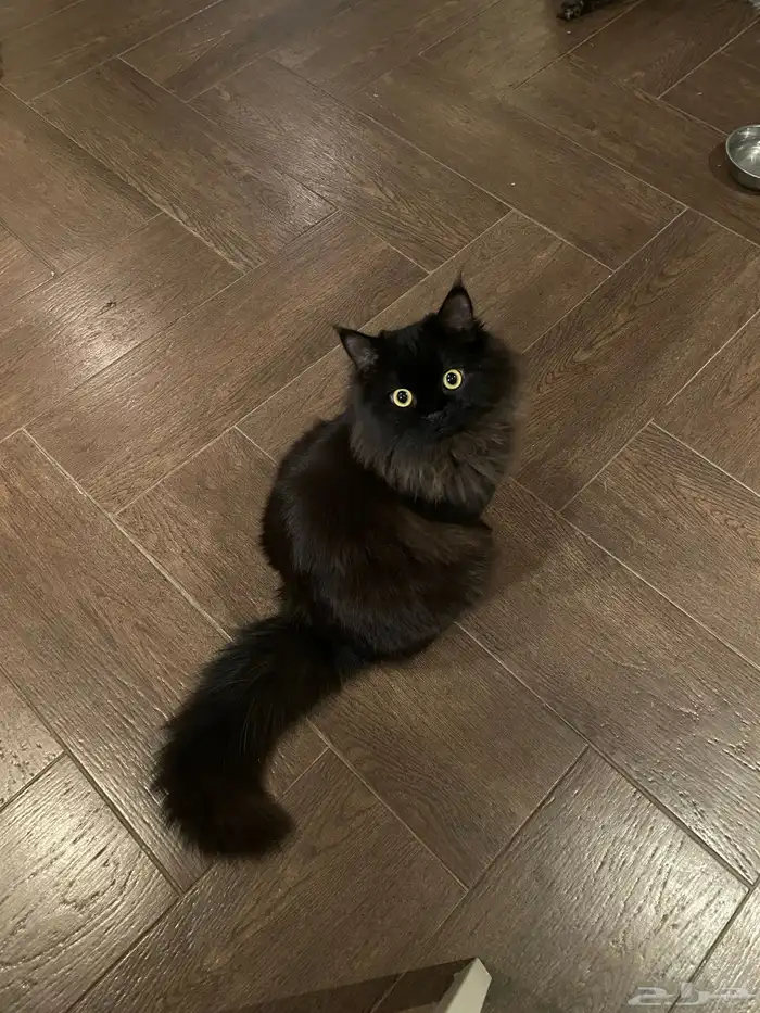 قط ذكر طالب تزاوج 0