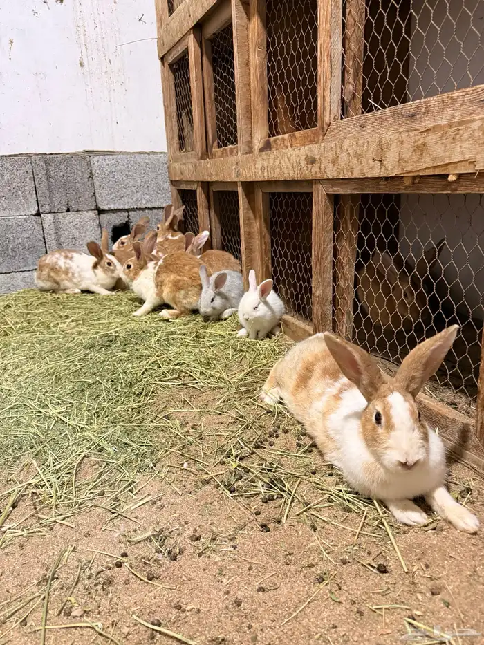 ارانب بلديه منتجه 3