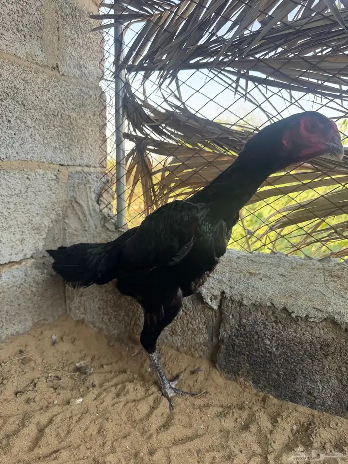 دجاجه شامو الماني اصل فاخر 2