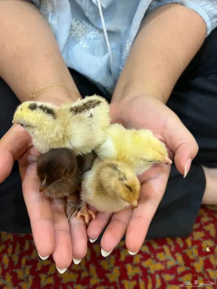 صوص دجاج كيوت يصلح للأطفال 2