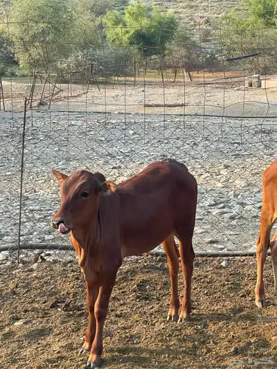 حسل للبيع غرب محايل عسير index