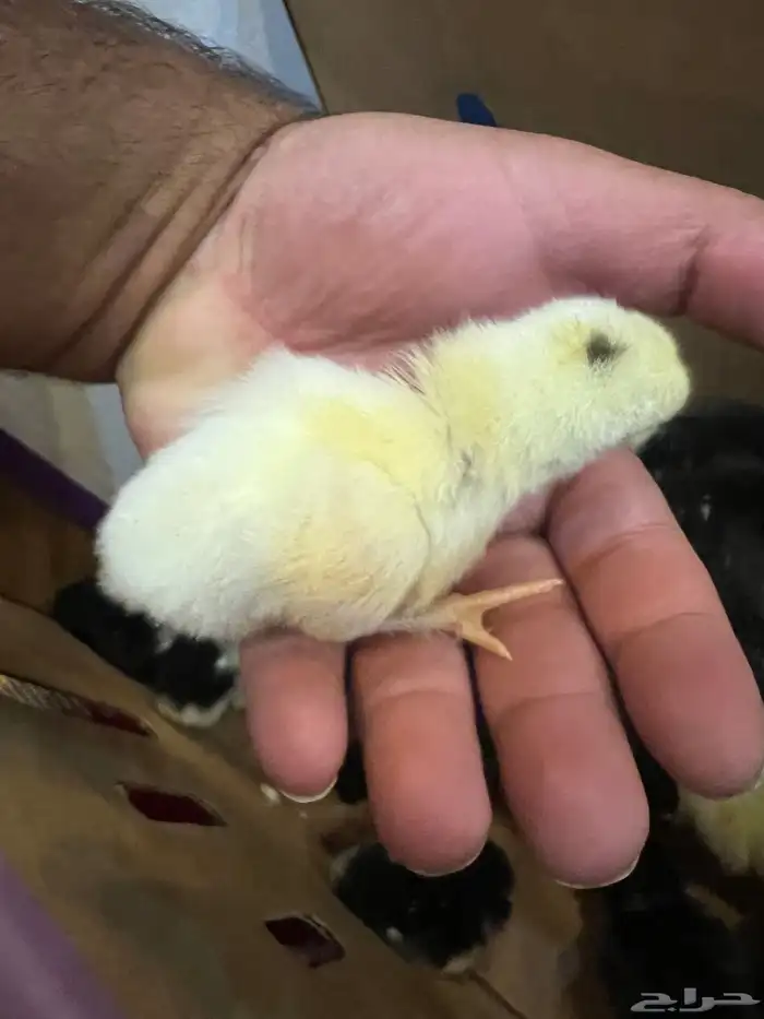 صوص دجاج كيوت يصلح للأطفال 13