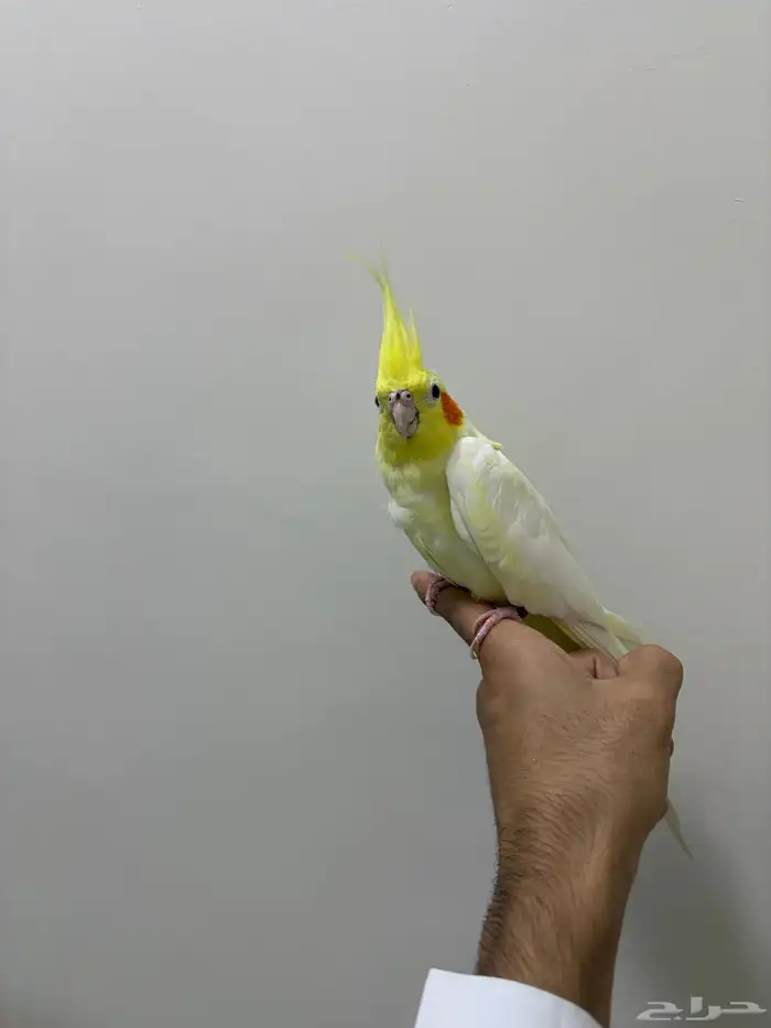 كروان لاتينو اليف 4