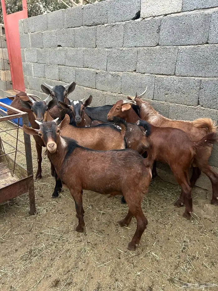 تيوس للبيع 2