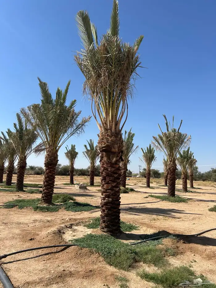 للبيع نخل صفري 3