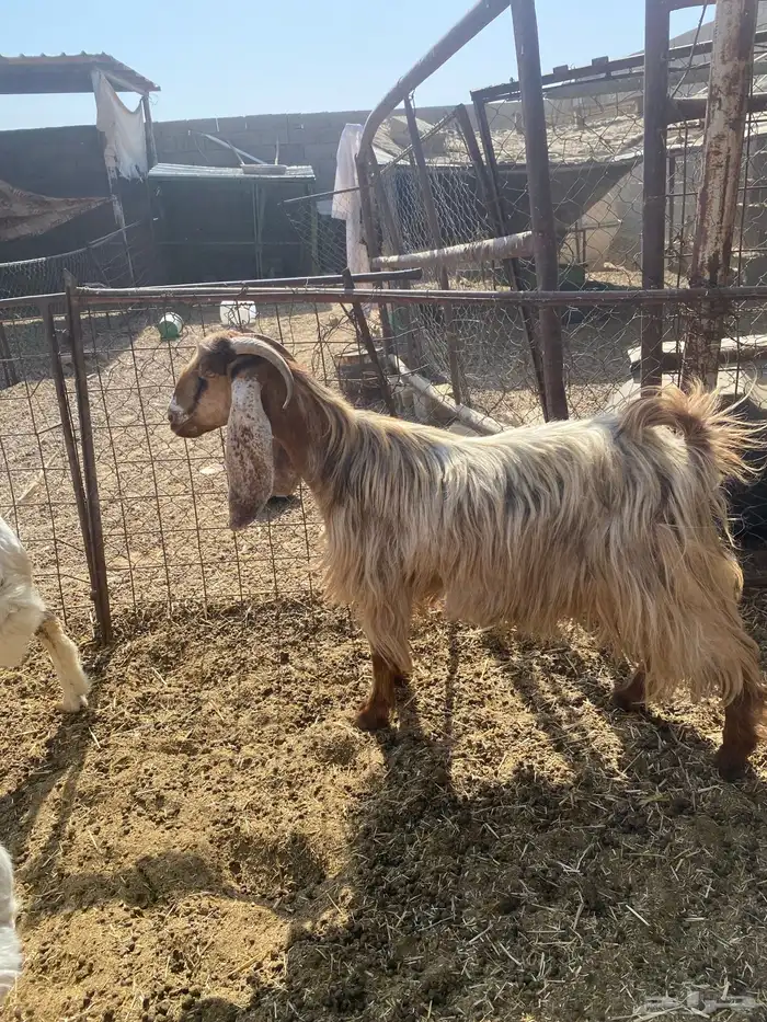 عنز صفراء عارضيه 2