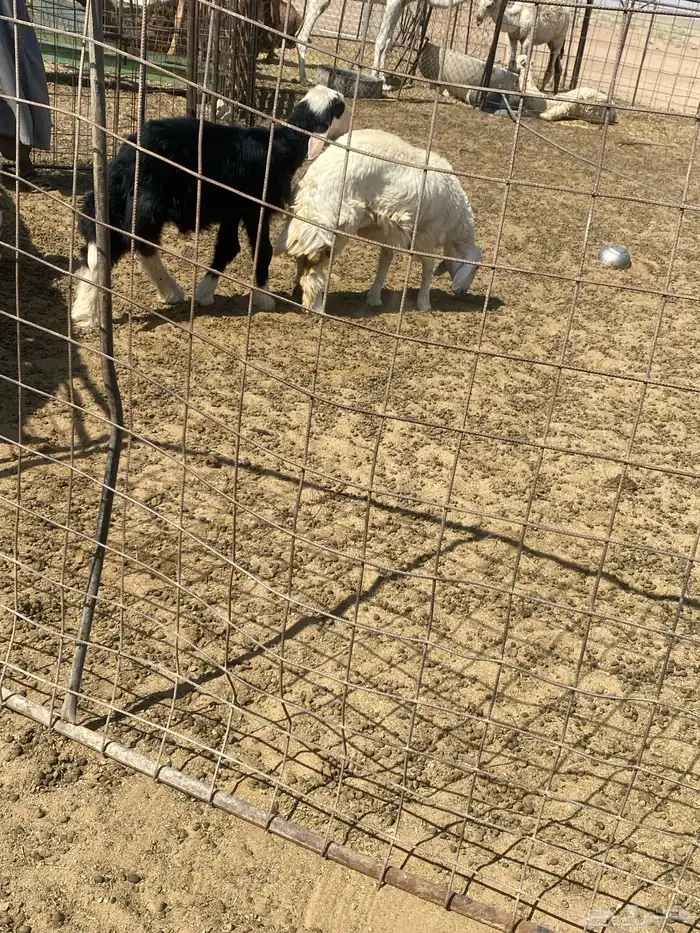 خروف نجدي تربيه 2