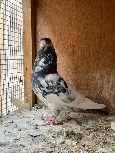 جوز بكستاني index