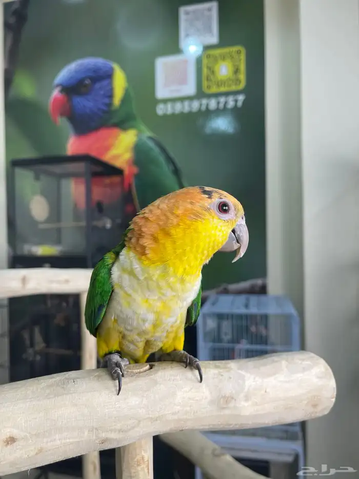 كايك وايت بلي اليف تم البيع 6