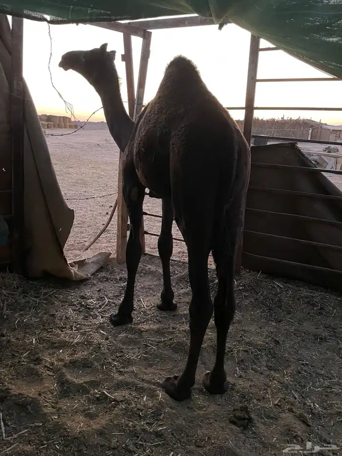 قعود مجهم العمر تقريبا 7 شهور 2