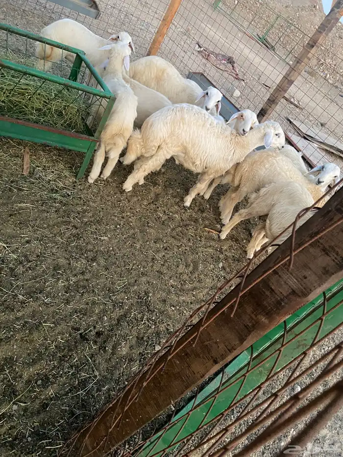 طليان ذبايح للبيع 5