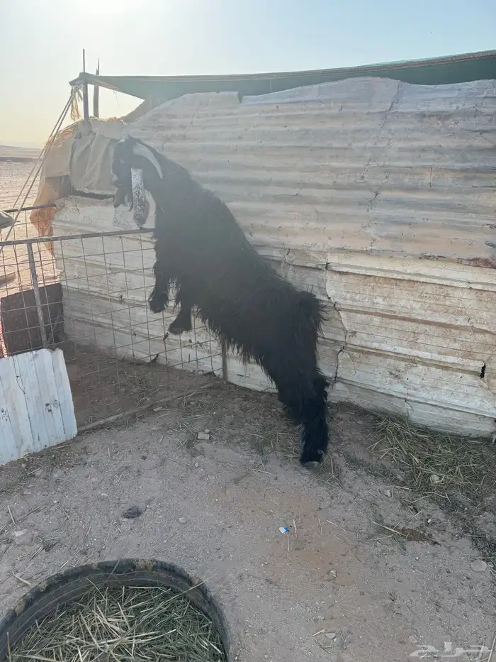 تيس فحل عارضي شرط القريع 8