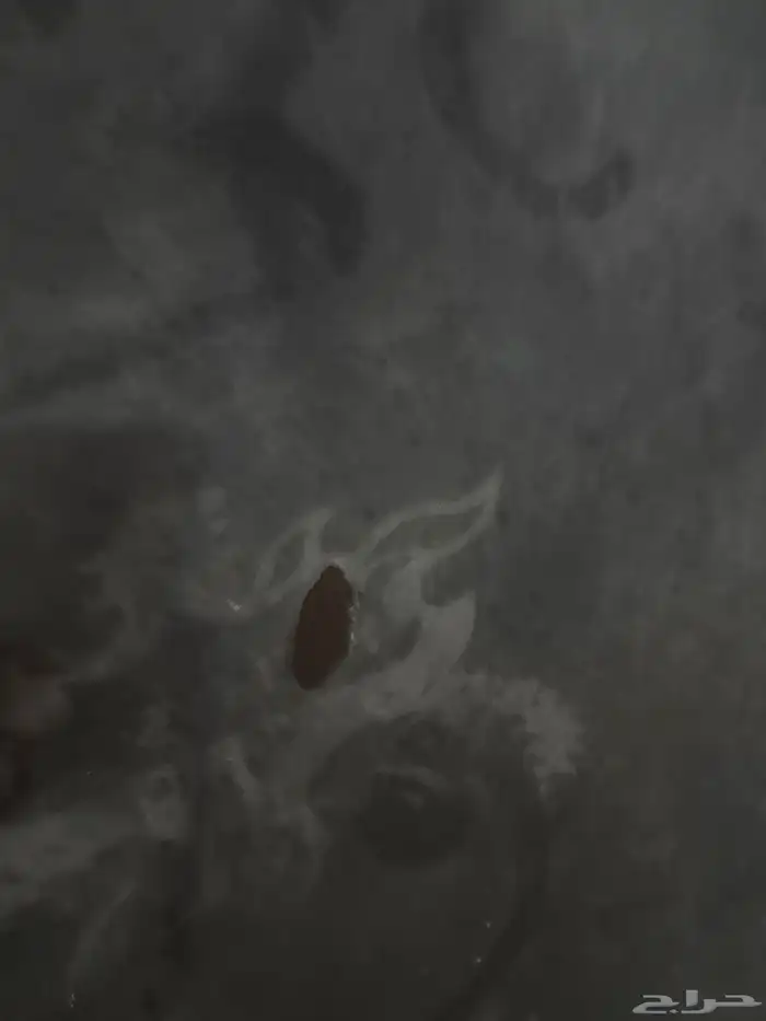 نطيطة للبيع 1