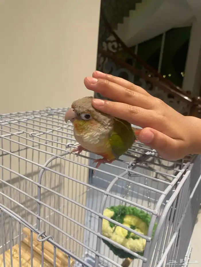 كنيور اناناس 0