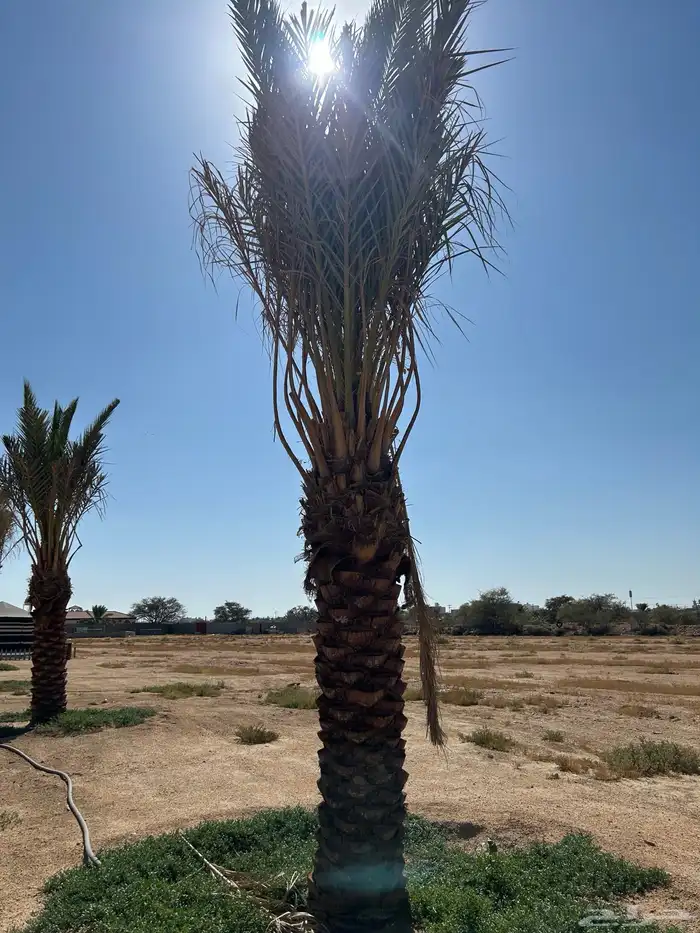 للبيع نخل صفري 1