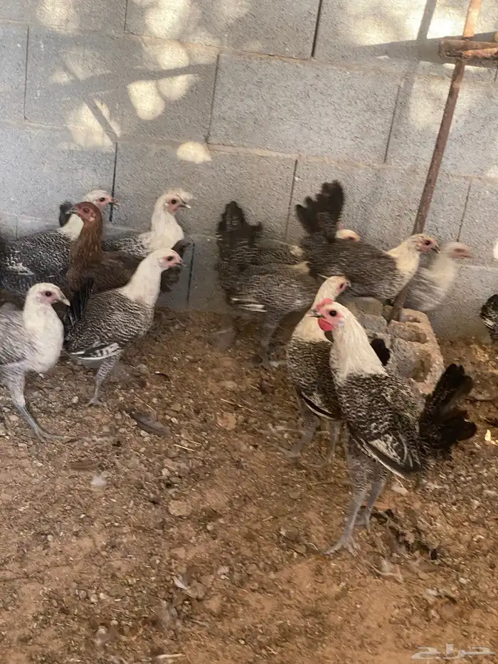 دجاج فيومي 5