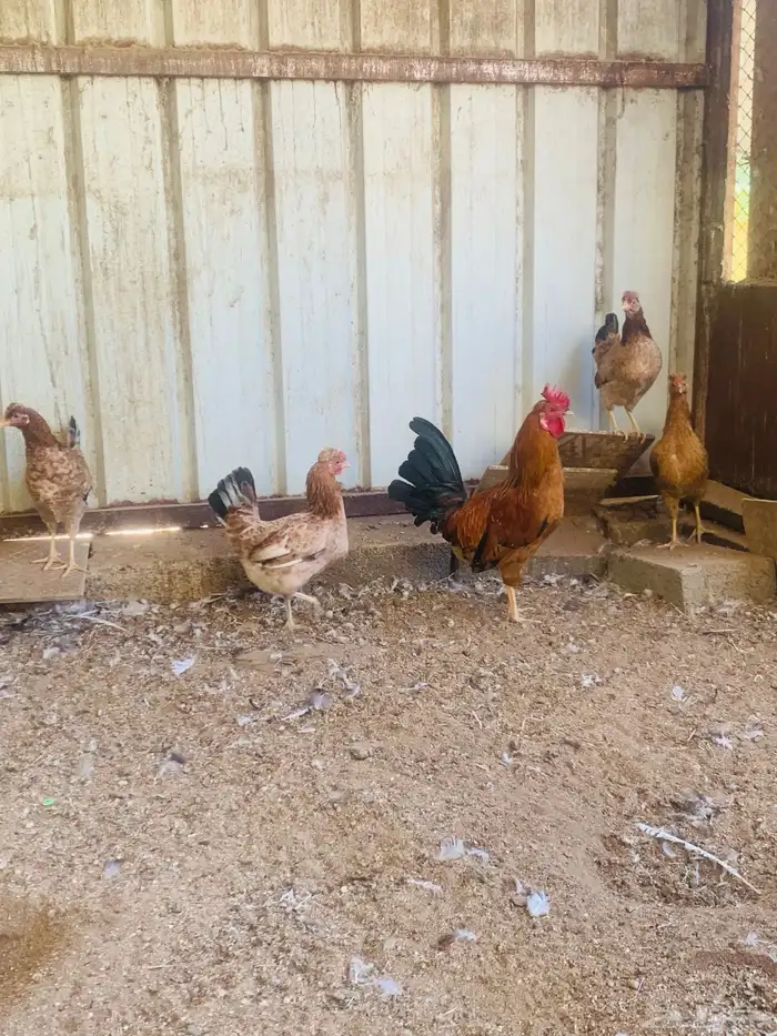 ديك واربع دجاج افرق مقبع 3