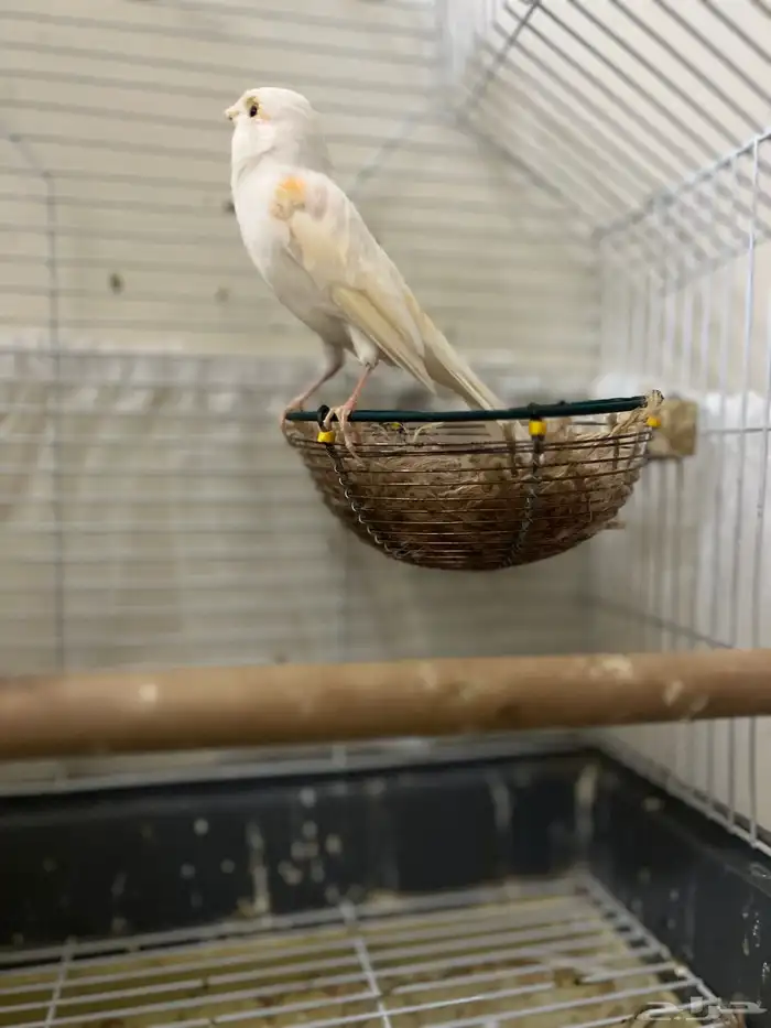 انثى كناري موزاييك احمر جاهزة(تم البيع) 3