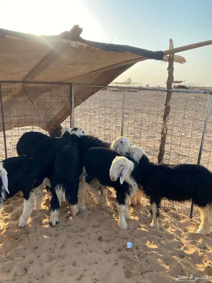 سلام عليكم بهم نجد شرط نظيف بظهور فل 7 خرفان 4 الرخال 2