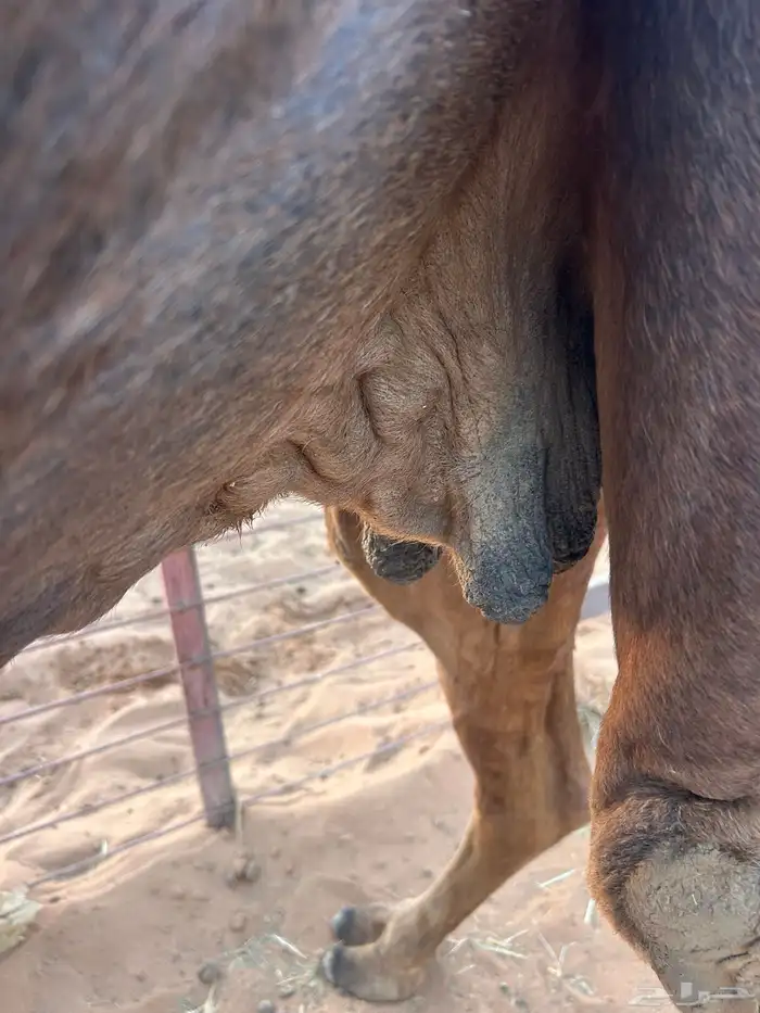 ساحليه حمراء دم للبيع 3