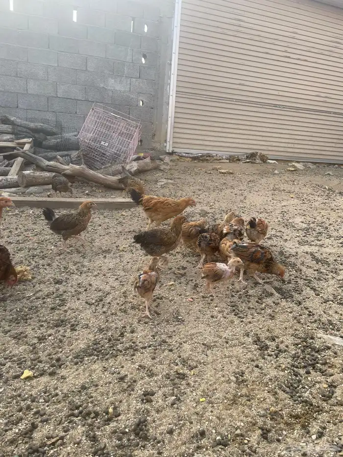 فروخ حضان شرط 1